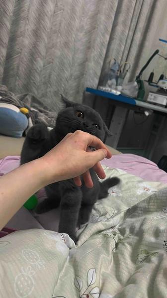 Британский короткошерстный