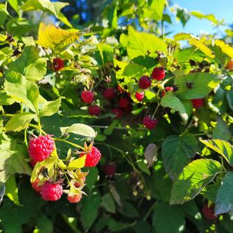 Саженцы малины