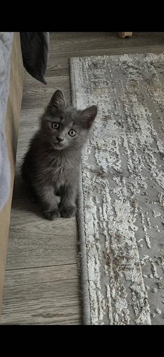 Отдам котенка в добрые руки