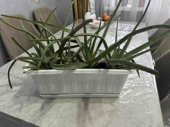 Алоэ лечебный, 1,5 года