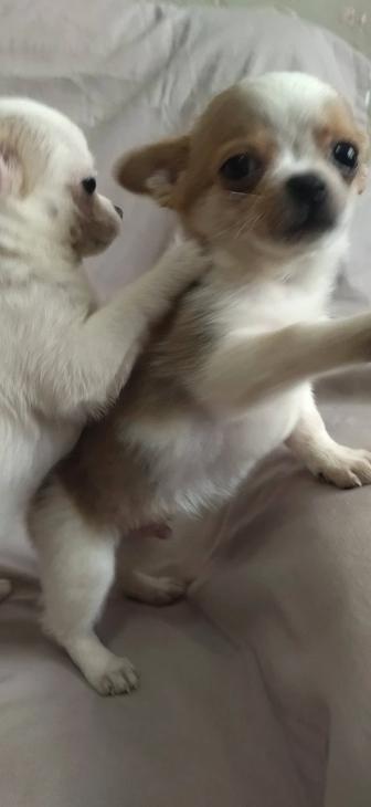Щенки чихуахуа