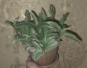 Продам традесканцию