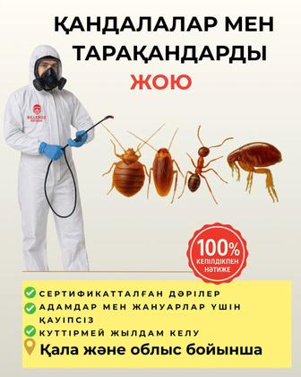 Уничтожение клопов, тараканов, дезинфекция, дезинсекция