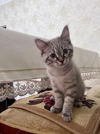 Котенок породы Скоттиш Страйт
