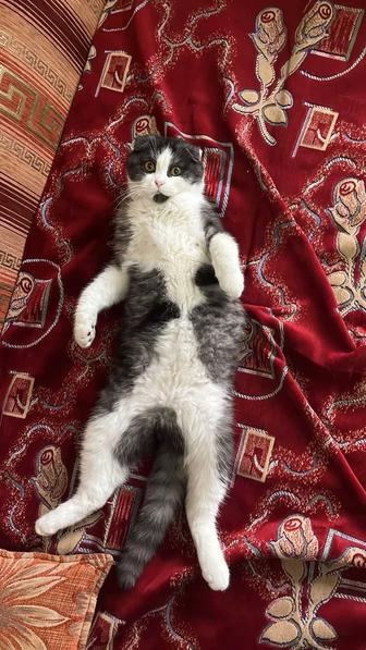 Продам кота