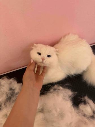 Груминг кошек, зооняня почасово