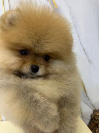 Шпицы мальчики