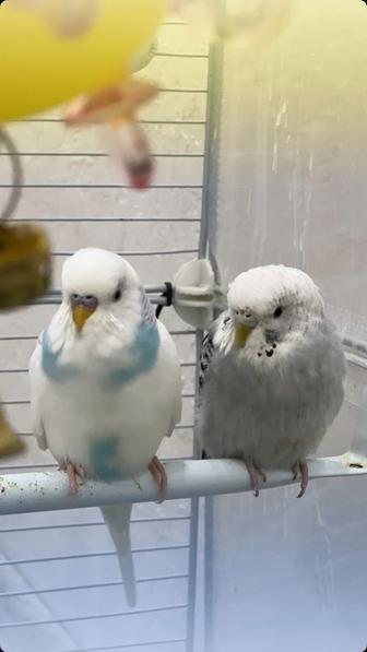 2 шт попугай с клеткой,клетка большая,игрушки есть