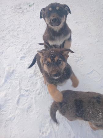 Даром щенки