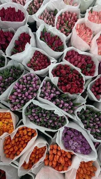 Тюльпаны по 850тг сорт Беларусь