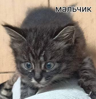 Котята ищут дом