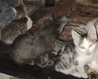 Отдаю в дар бесплатно трех котят.