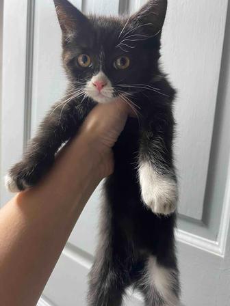 Отдам красивого котенка