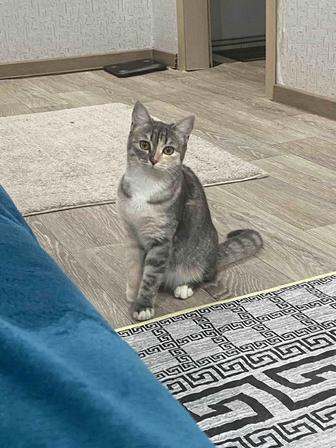 Продам кошку