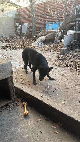 Ищу новую семью для собаки