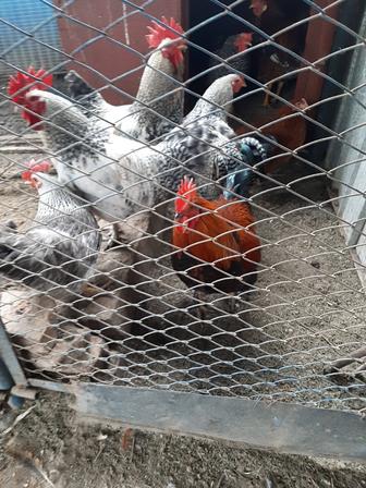 Продам петухов