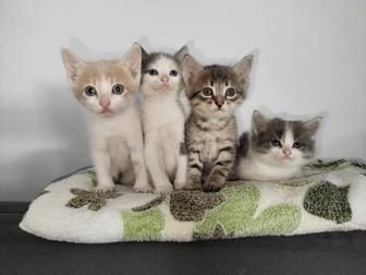 Отдам котенка