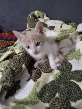 Отдам котенка