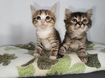 Отдам котенка