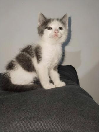Отдам котенка