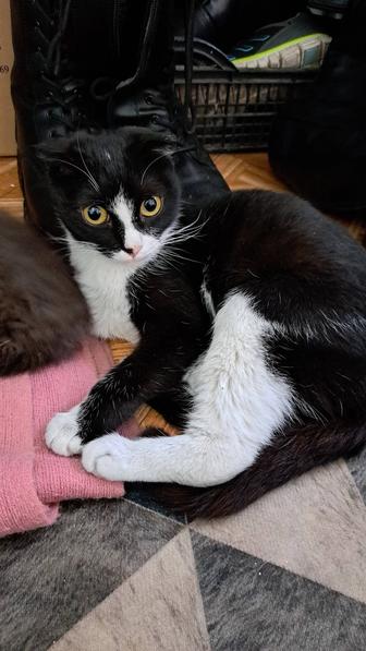 Срочно ищет дом кошечка