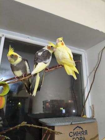 Попугаи кареллы