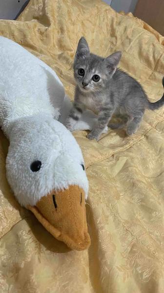 Отдам котят в хорошие руки