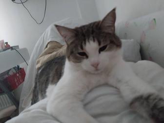 Отдам в хорошие руки 2х кошек