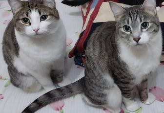 Отдам в хорошие руки 2х кошек