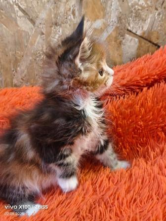 Продам котенка мейн кун девочка