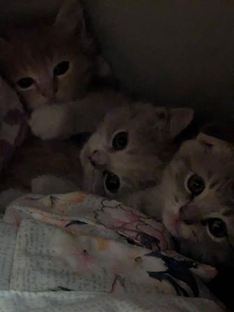 Котята за бесплатно