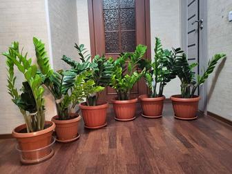 Цветы Денежное дерево