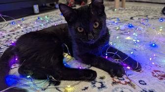 Котенок Нуар ищет дом