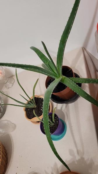 Алоэ разных размеров и на любой вкус