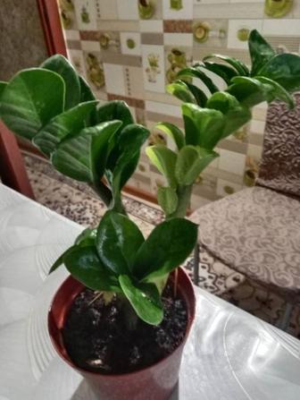 Зензи долларовый