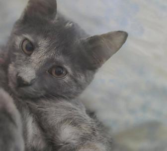 Отдам котят