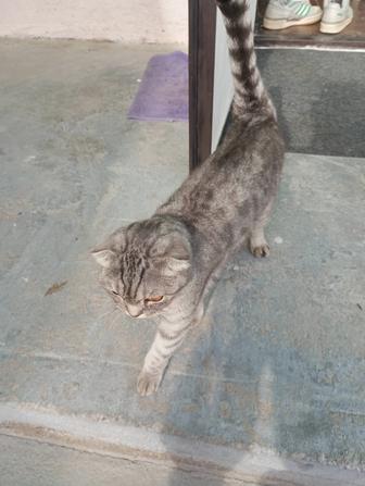 вислоухая кошка