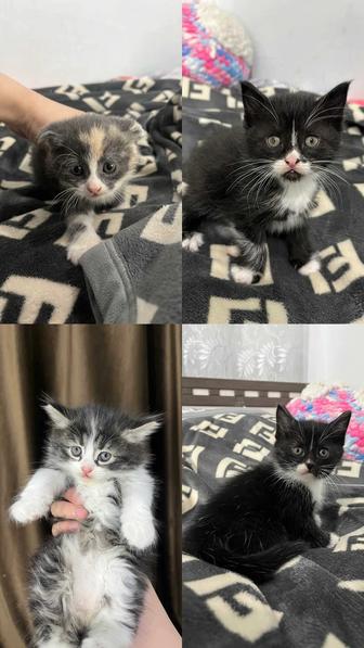 Котята полувислоухие