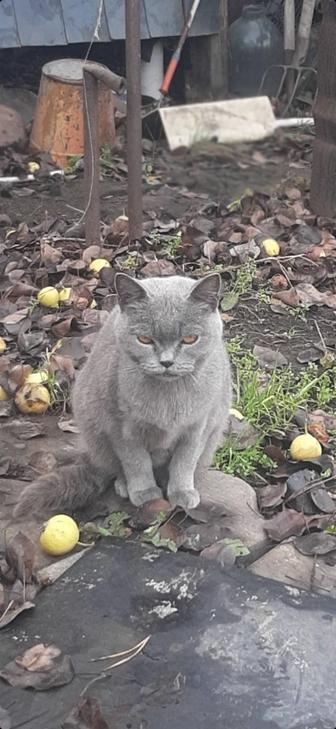 Отдам в добрые руки кошку британской породы