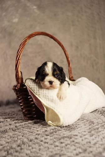 Кавалер кинг чарльз спаниель шикарные малыши