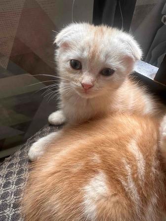 Продам вислоухого котенка