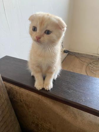 Продам вислоухого котенка