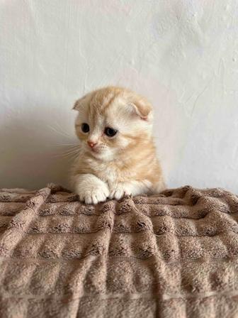 Продам вислоухого котенка