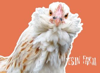 Инкубационные яйца породные куры из Россий под заказ, качество