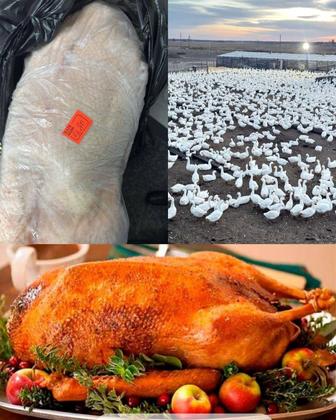 ГУСИ с КОКЧЕТАУ. ЦЕНА 3000 т за кг. Оптом от 10 шт по 2900т