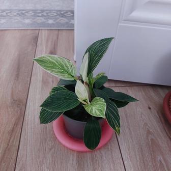 Комнатный цветок