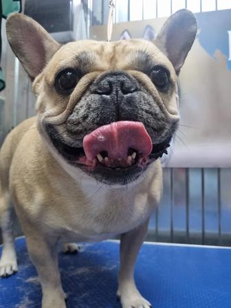 Груминг животных