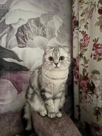 Шотландские, вислоухие котята.