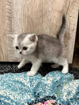 Шотландские, вислоухие котята.