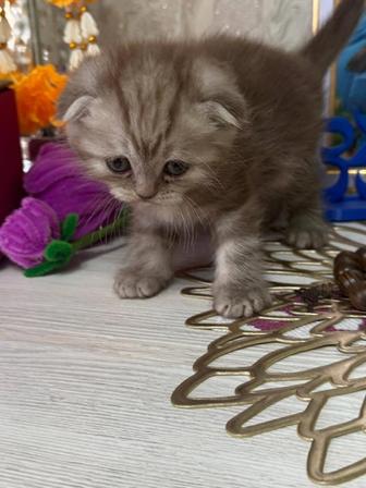 Шотландские, вислоухие котята.